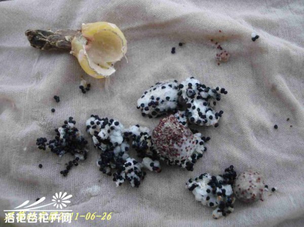 如何收获仙人球的种子