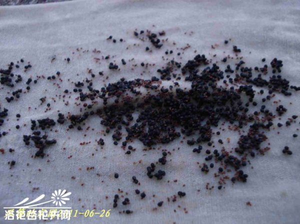 如何收获仙人球的种子