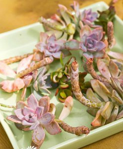 《多肉植物花环DIY制作图解》 多肉植物花环制作DIY（图解）