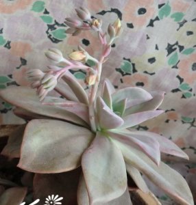 初恋Echeveria cv. Huthspinke基本养护