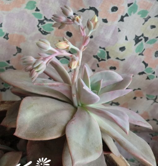 初恋Echeveria