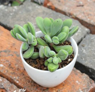 若歌诗Crassula rogersii养护方法