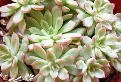 女雏Echeveria cv. Mebina基本养护