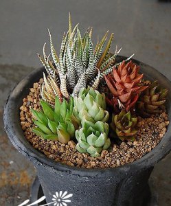 浅谈多肉植物的拼盘 《简谈多肉植物拼盘》