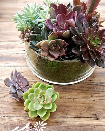 浅谈多肉植物的拼盘