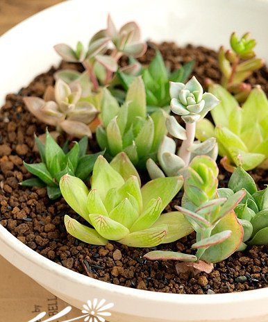 浅谈多肉植物的拼盘