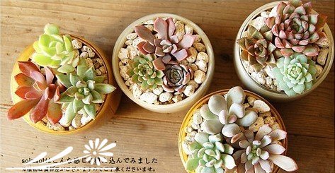 浅谈多肉植物的拼盘