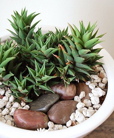 浅谈多肉植物的拼盘