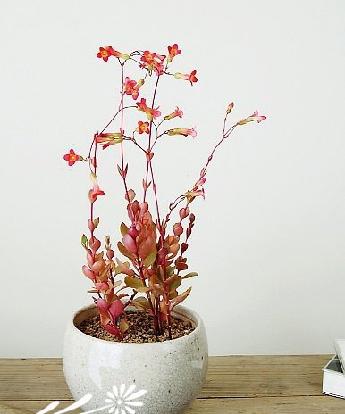 浅谈多肉植物的拼盘