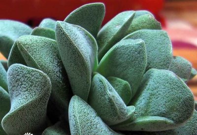 小夜衣（Crassula tecta）的基本养护