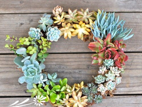 多肉植物花环制作DIY