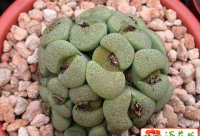 生石花（石头花）及多肉植物的种养管理