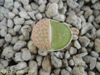 《生石花伤口处理之浅见》 浅谈生石花的伤口处理方法