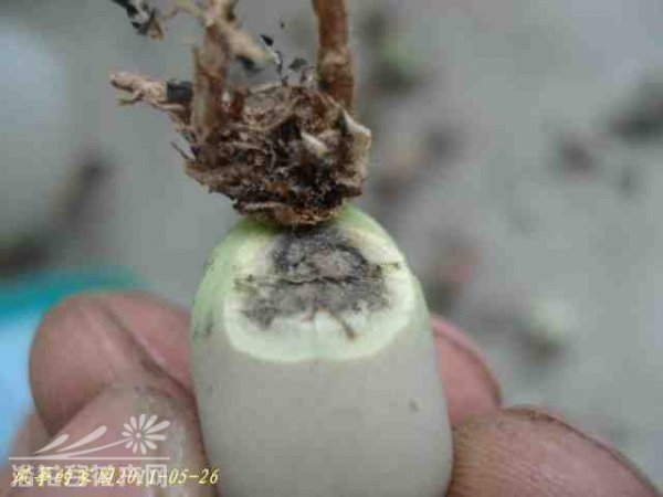 浅谈生石花的伤口处理方法