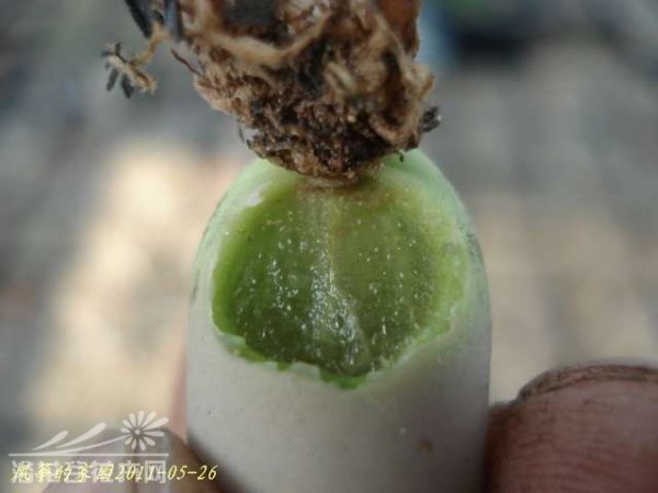 浅谈生石花的伤口处理方法