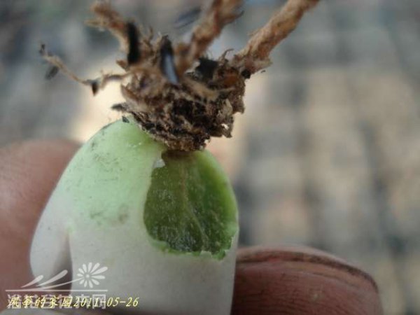 浅谈生石花的伤口处理方法