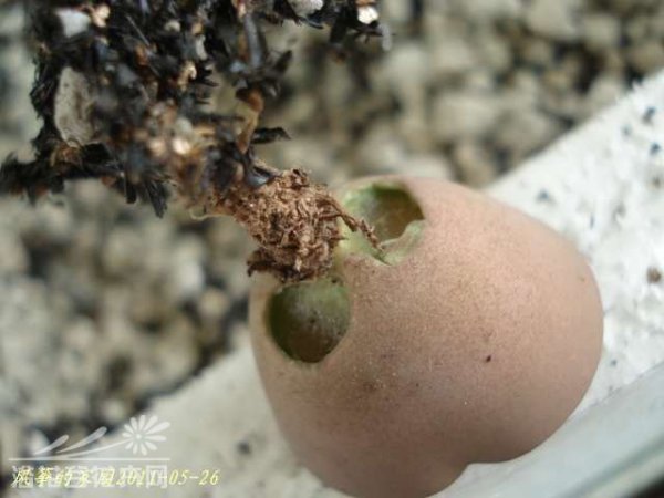 浅谈生石花的伤口处理方法