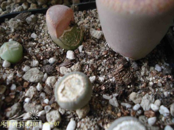 浅谈生石花的伤口处理方法