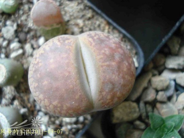 浅谈生石花的伤口处理方法