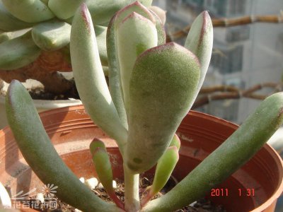 多肉植物福娘的基本养护 《福娘多肉的基本养护要点》