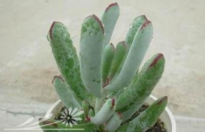 多肉植物福娘的基本养护
