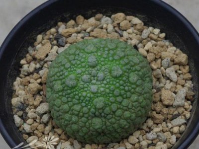 多肉植物需要什么样的养护环境？ 《多肉植物适宜的养护环境是怎样的？》