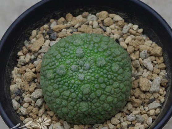 多肉植物需要什么样的养护环境？