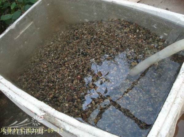 用于多肉植物河沙的认识和淘洗
