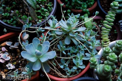 子持莲华（Orostachys boehmeri）的基本养护
