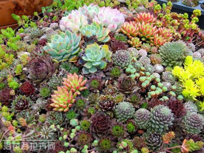 养多肉植物要因地制宜——植料与环境的关系
