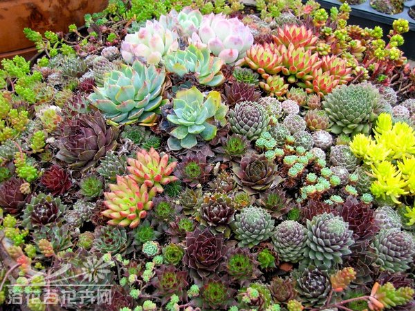 养多肉植物要因地制宜——植料与环境的关系