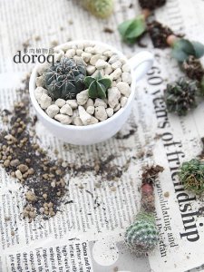 仙人掌类植物的种植养护 《仙人掌类植物的种植与养护要点》
