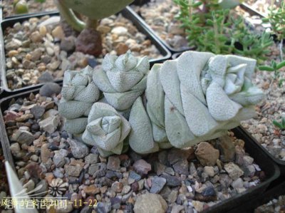 稚儿姿Crassula deceptor的养护方法（图文）