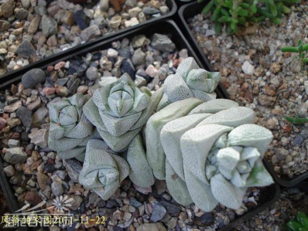 稚儿姿Crassula