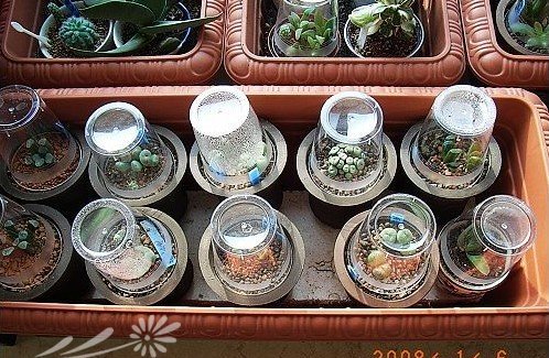谈谈多肉植物的种植技巧之闷养