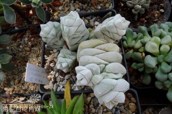 稚儿姿Crassula