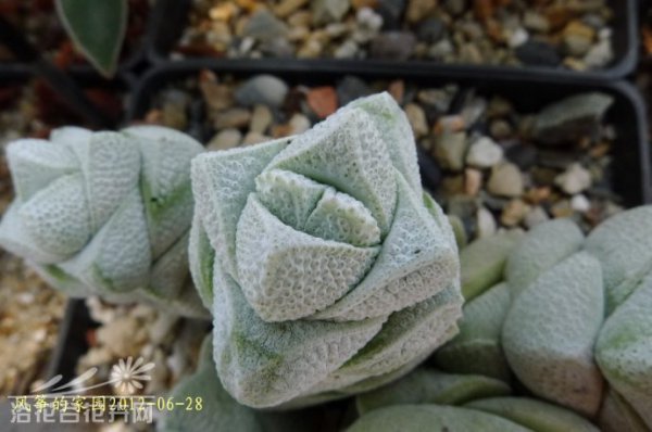 稚儿姿Crassula