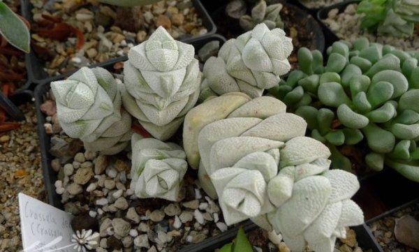 稚儿姿Crassula