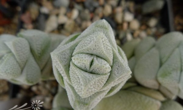 稚儿姿Crassula