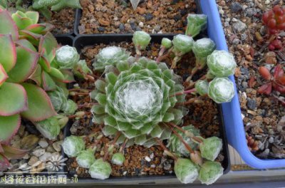 蛛丝卷绢（Sempervivum arachnoideum）的基本养护