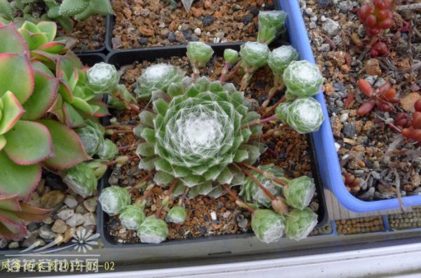 蛛丝卷绢