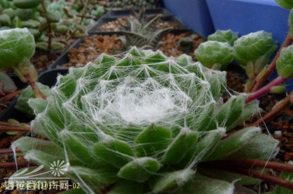 蛛丝卷绢