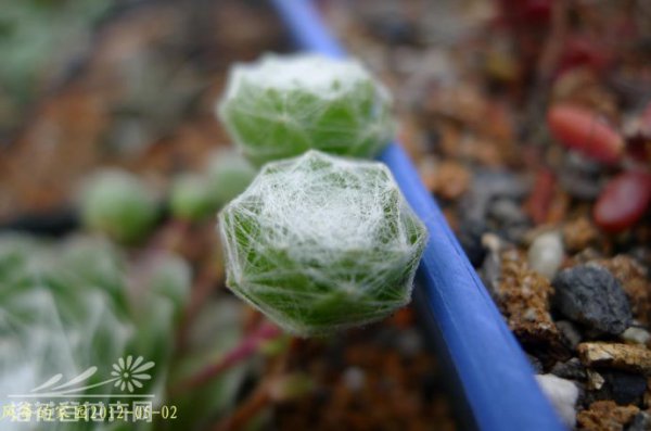 蛛丝卷绢