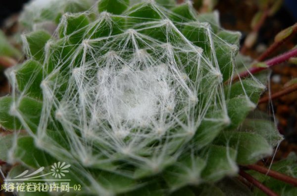 蛛丝卷绢
