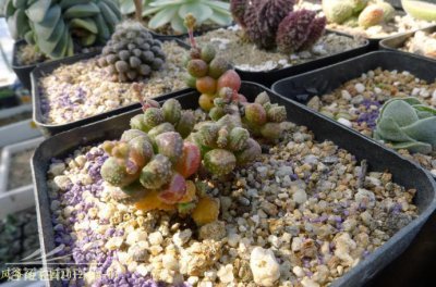 红数珠（Crassula hottentota）的养护管理