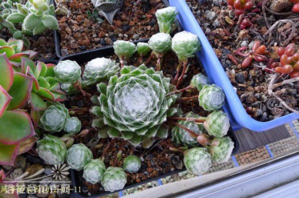 蛛丝卷绢