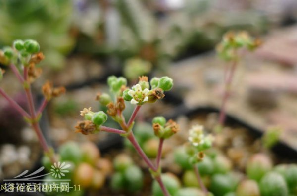 红数珠
