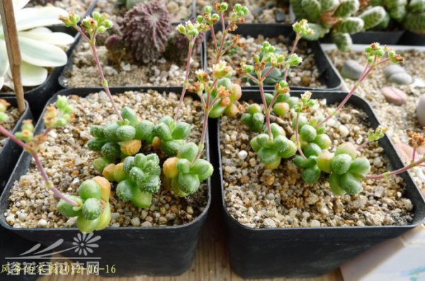 红数珠