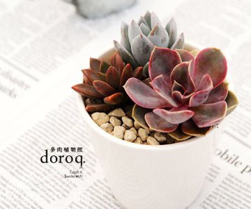拟石莲花属 Echeveria——认知及养护