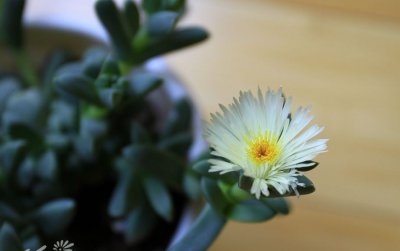 鹿角海棠的栽培种植方式 《鹿角海棠栽培种植方法》